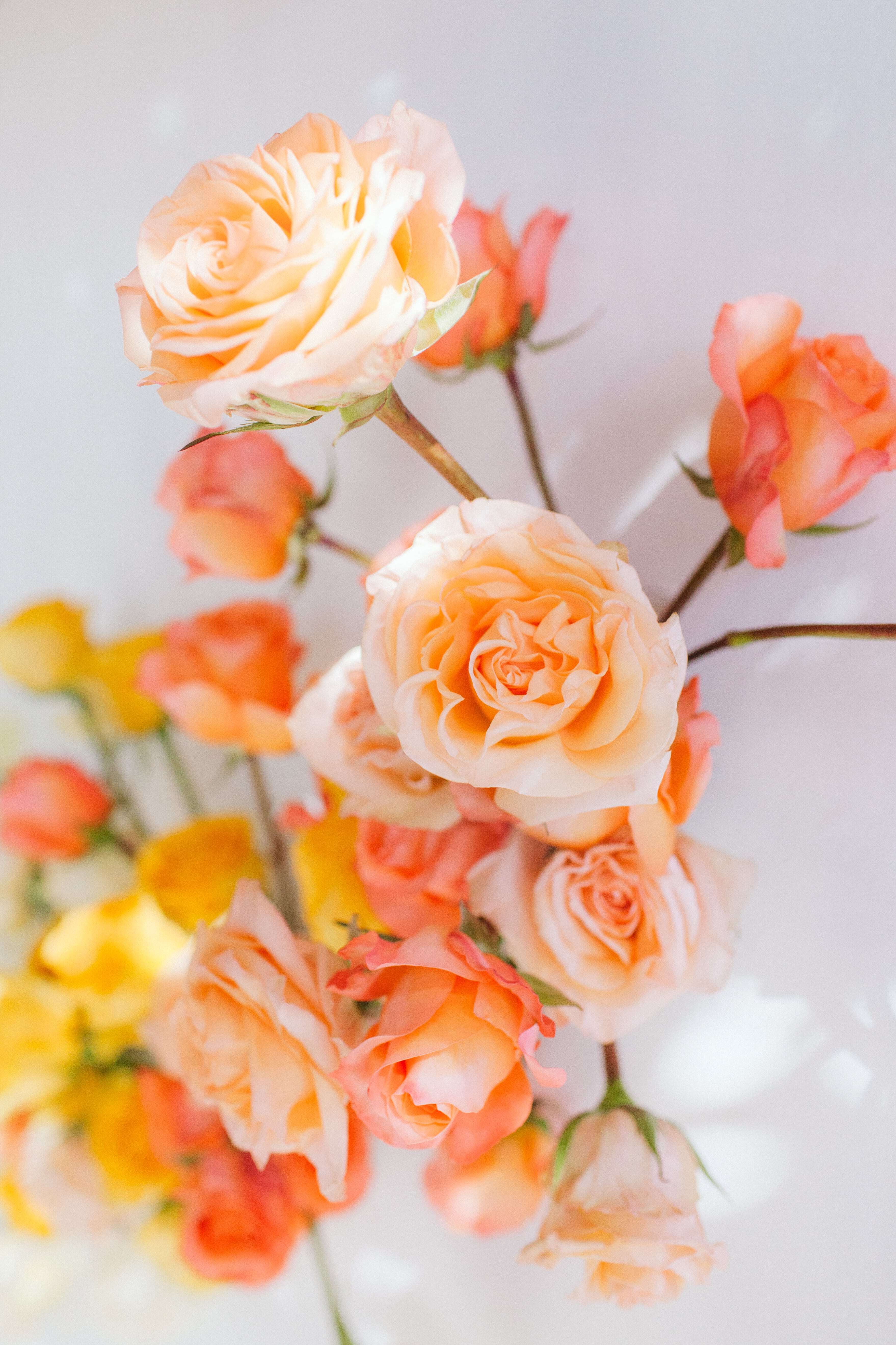 pink orange roses