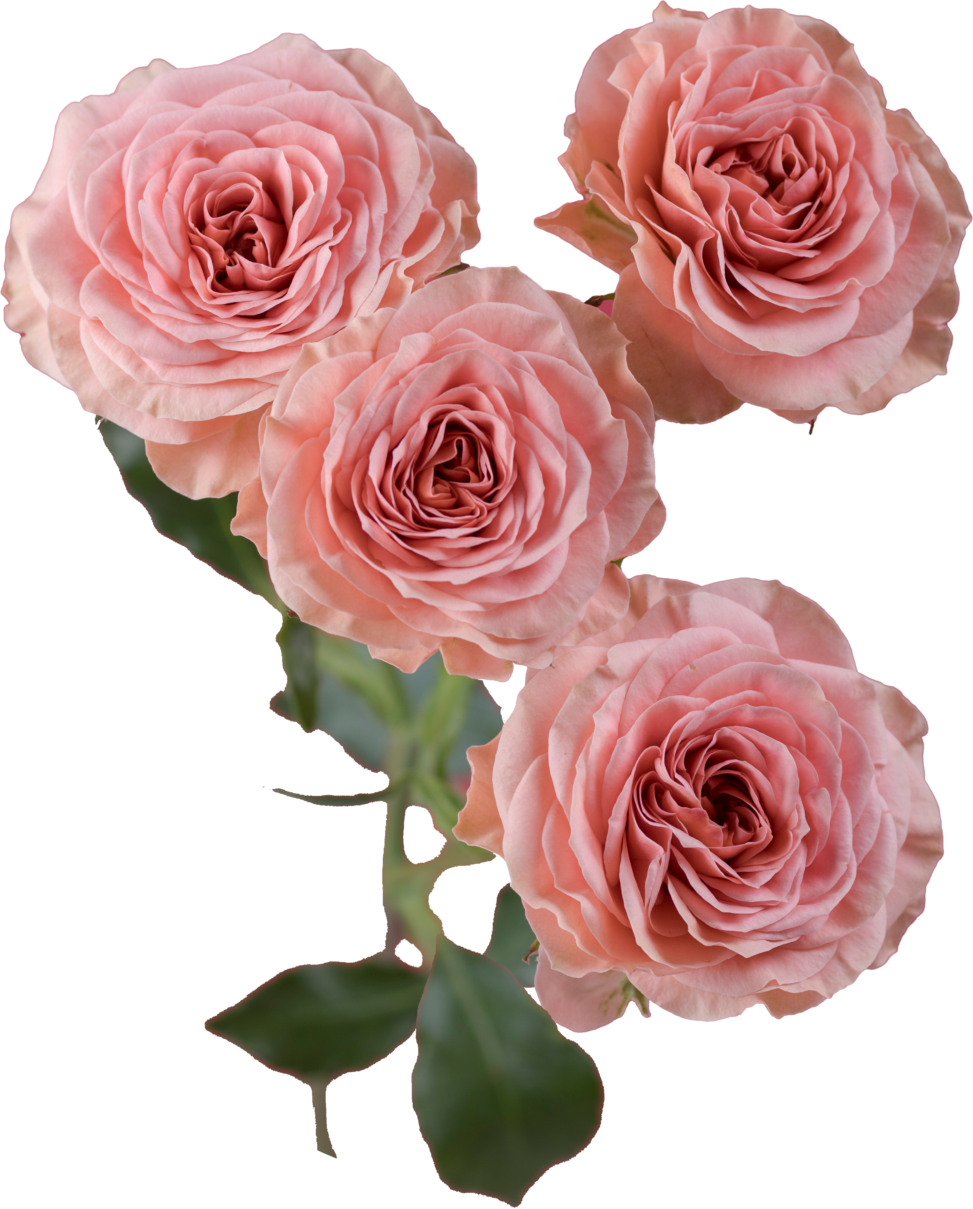 Be-Joyful-Spray-Rose-