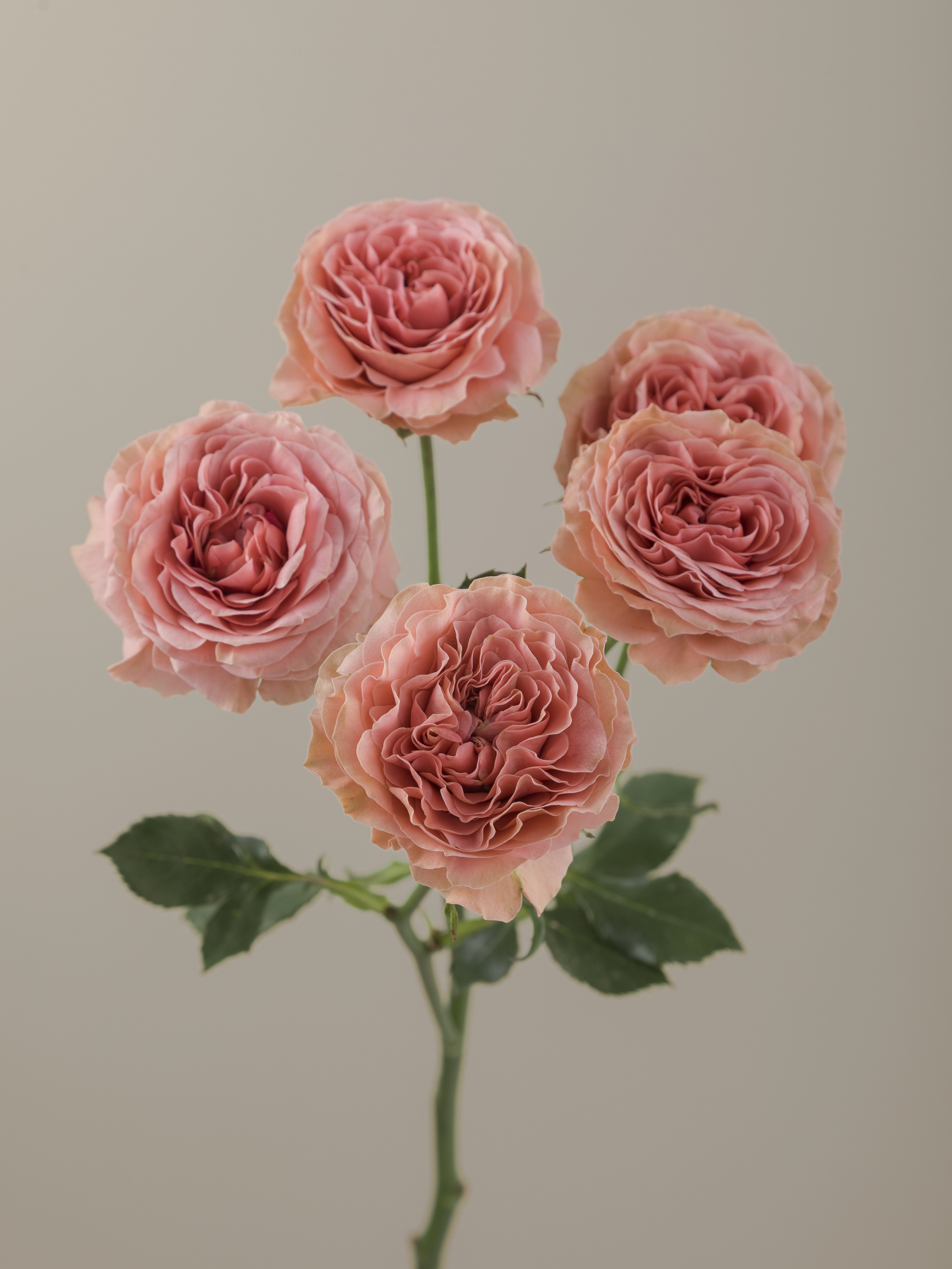 Rosaprima | Be Joyful