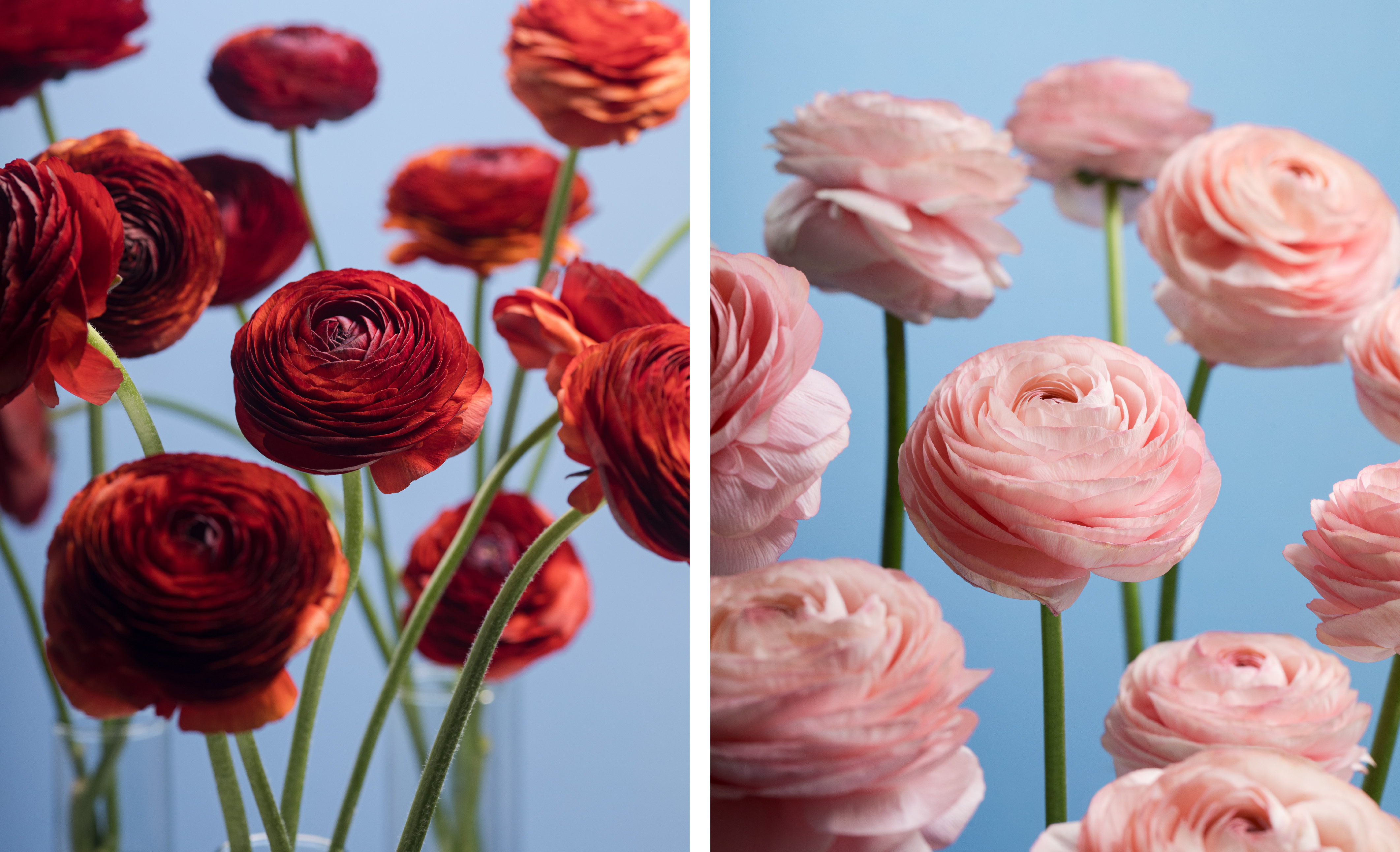 Anemones
