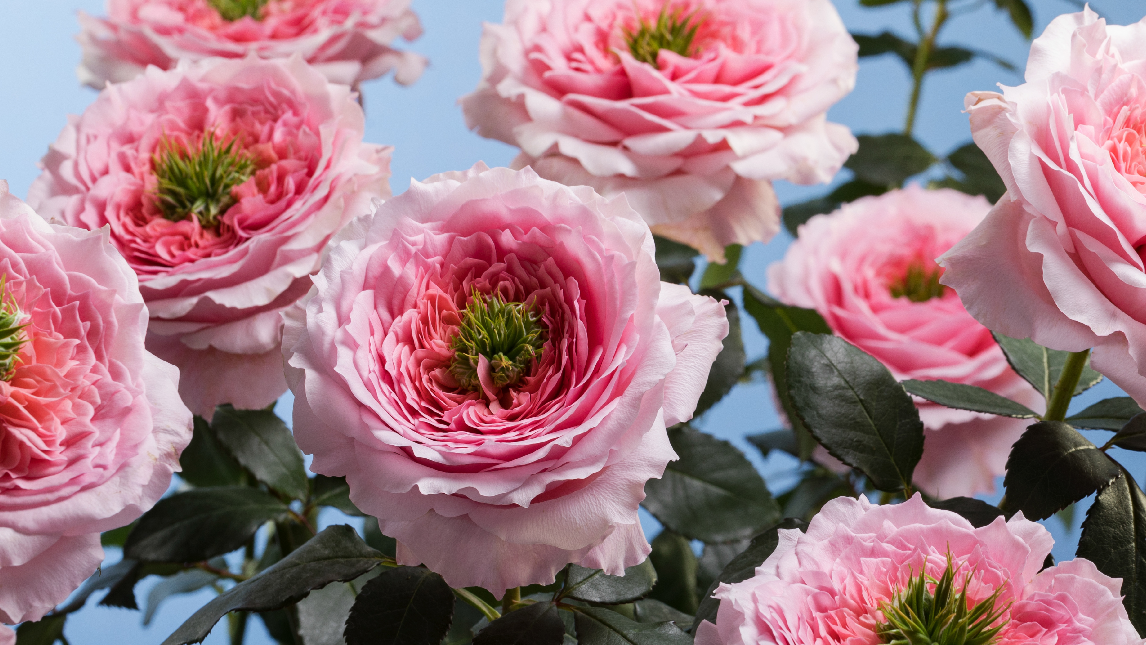 PRIMUS プリムス P-114F Florist SAKURA fozl43boggzgm4ahnklw.png