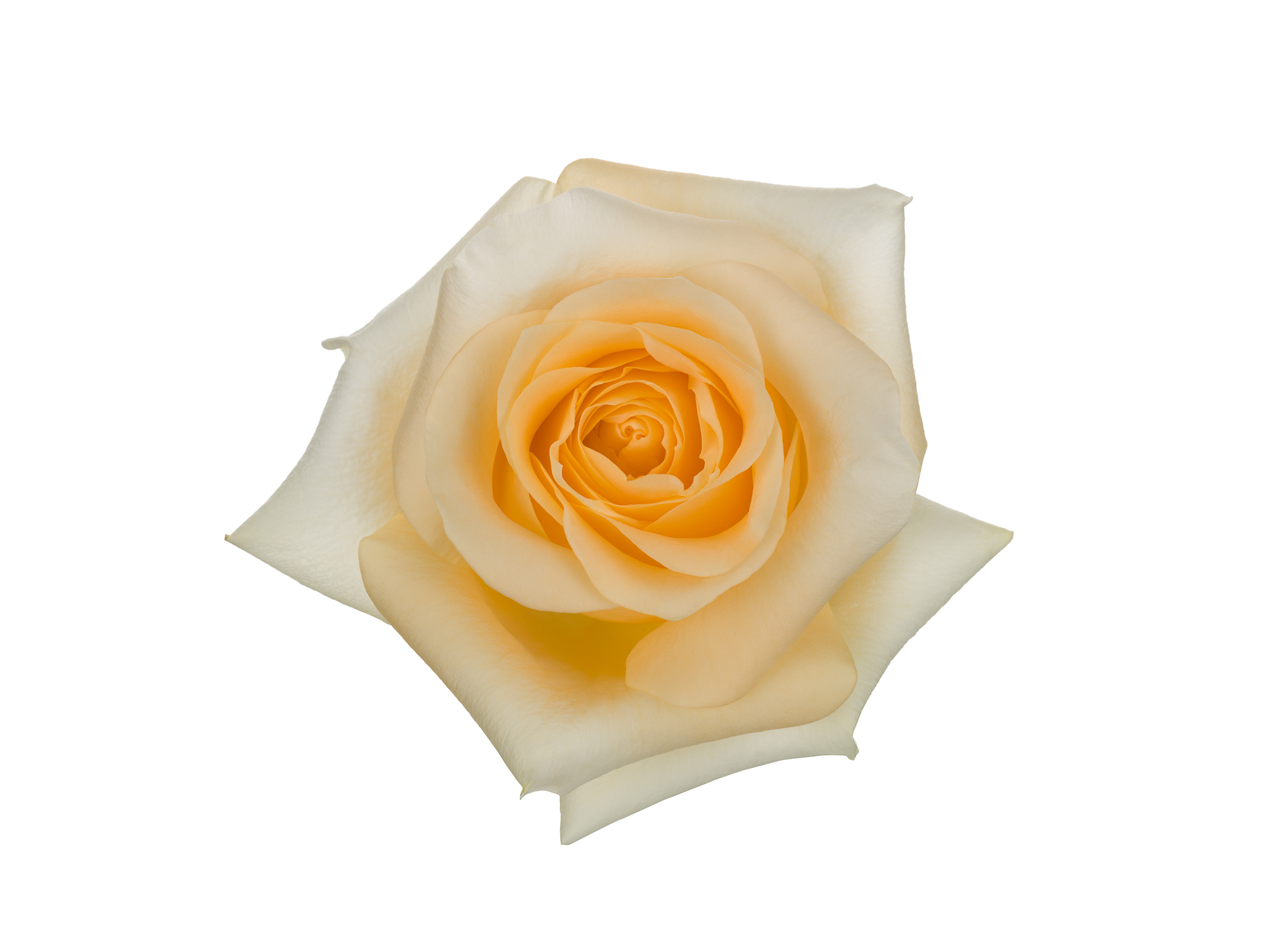 Роза Cream de la Cream