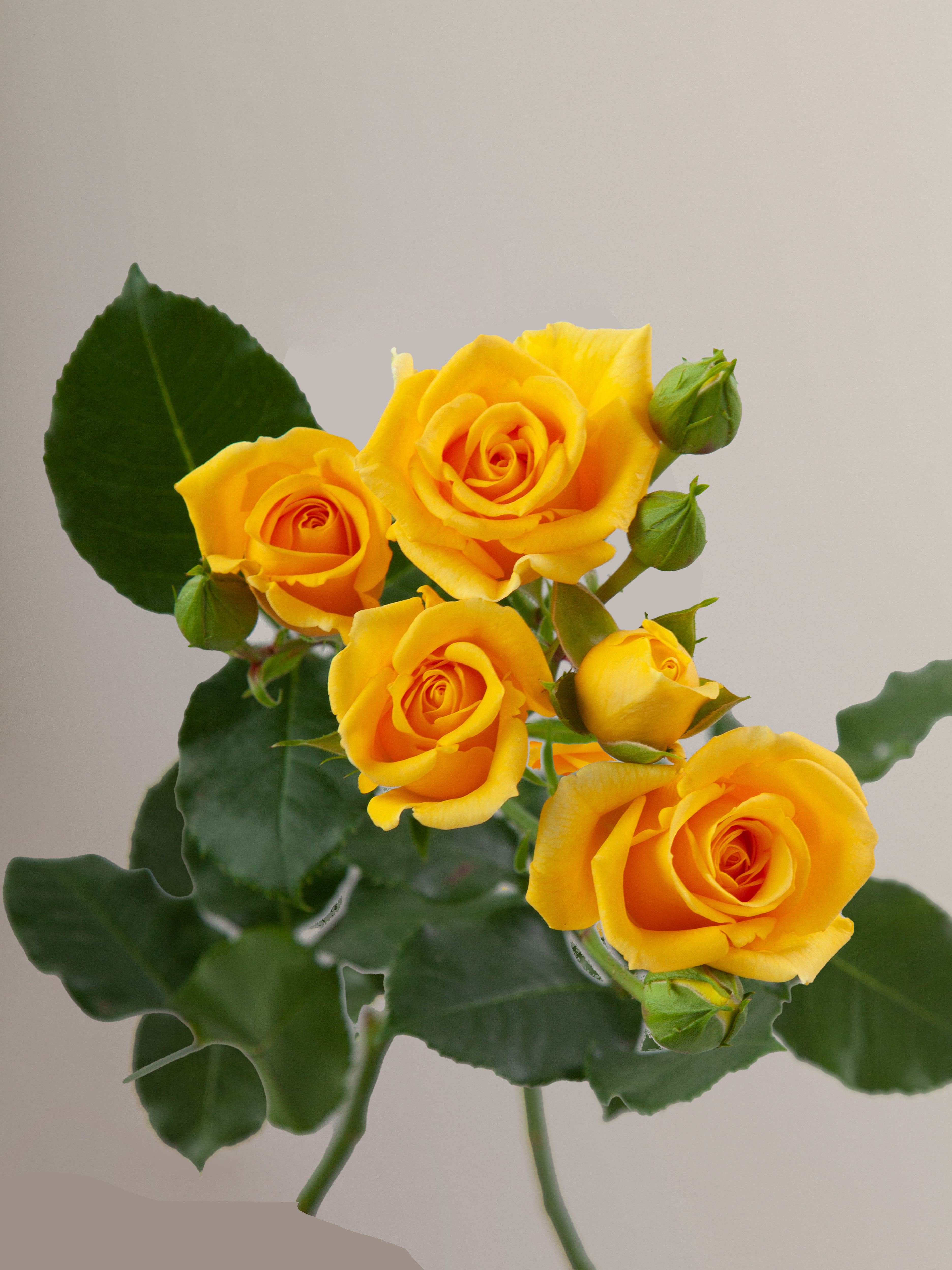 31 Rose Spray, Yellow