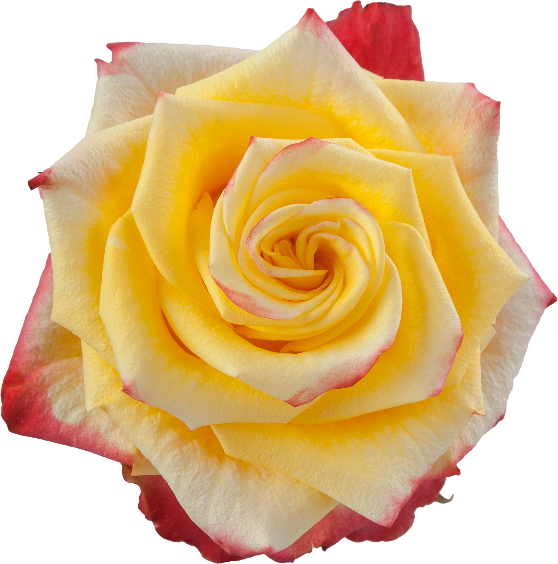 High and Yellow Flame Rose 