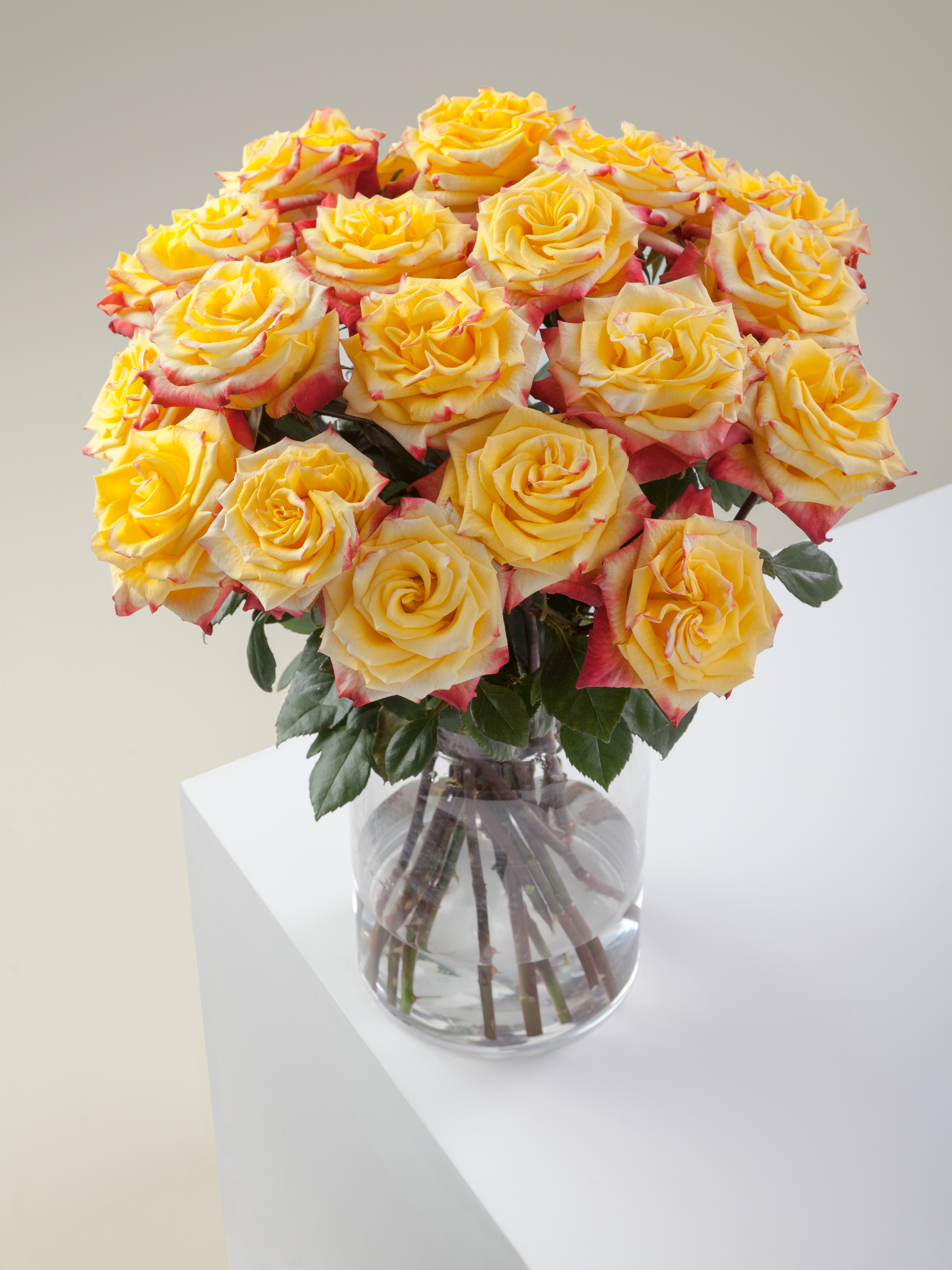 High & Yellow Flame Rose - Petaljet