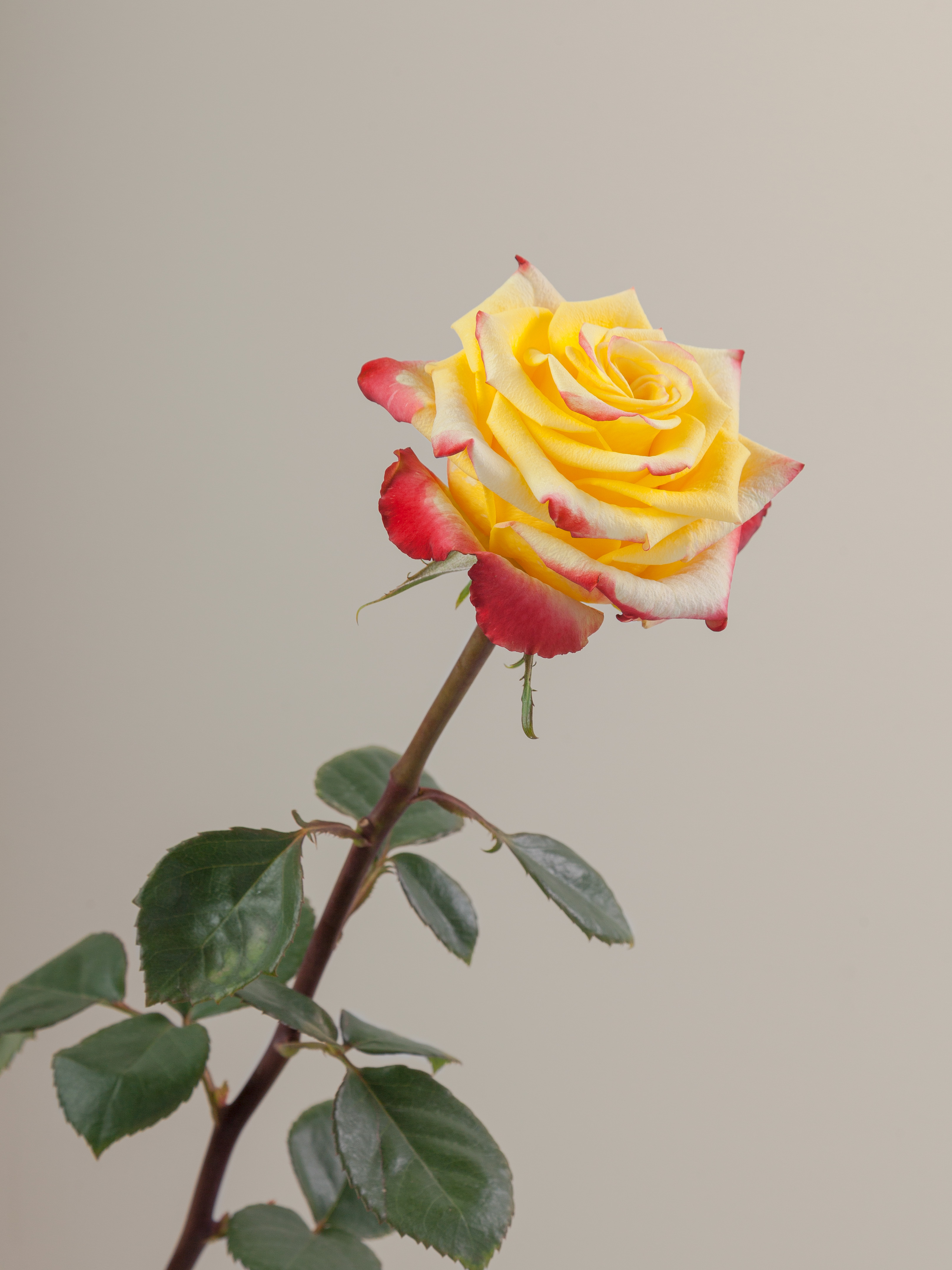 High & Yellow Flame Rose - Petaljet