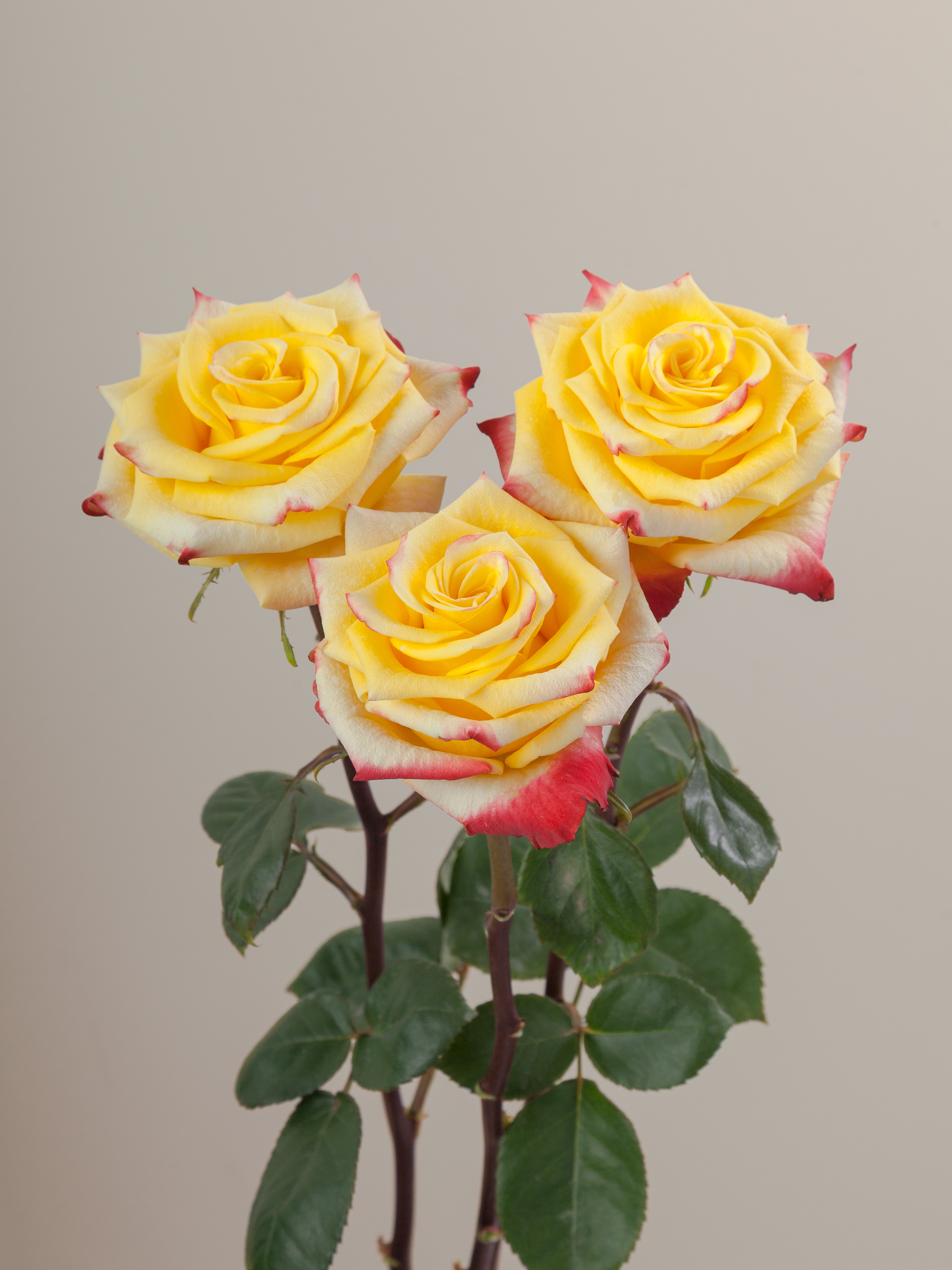 High and Yellow Flame Rose