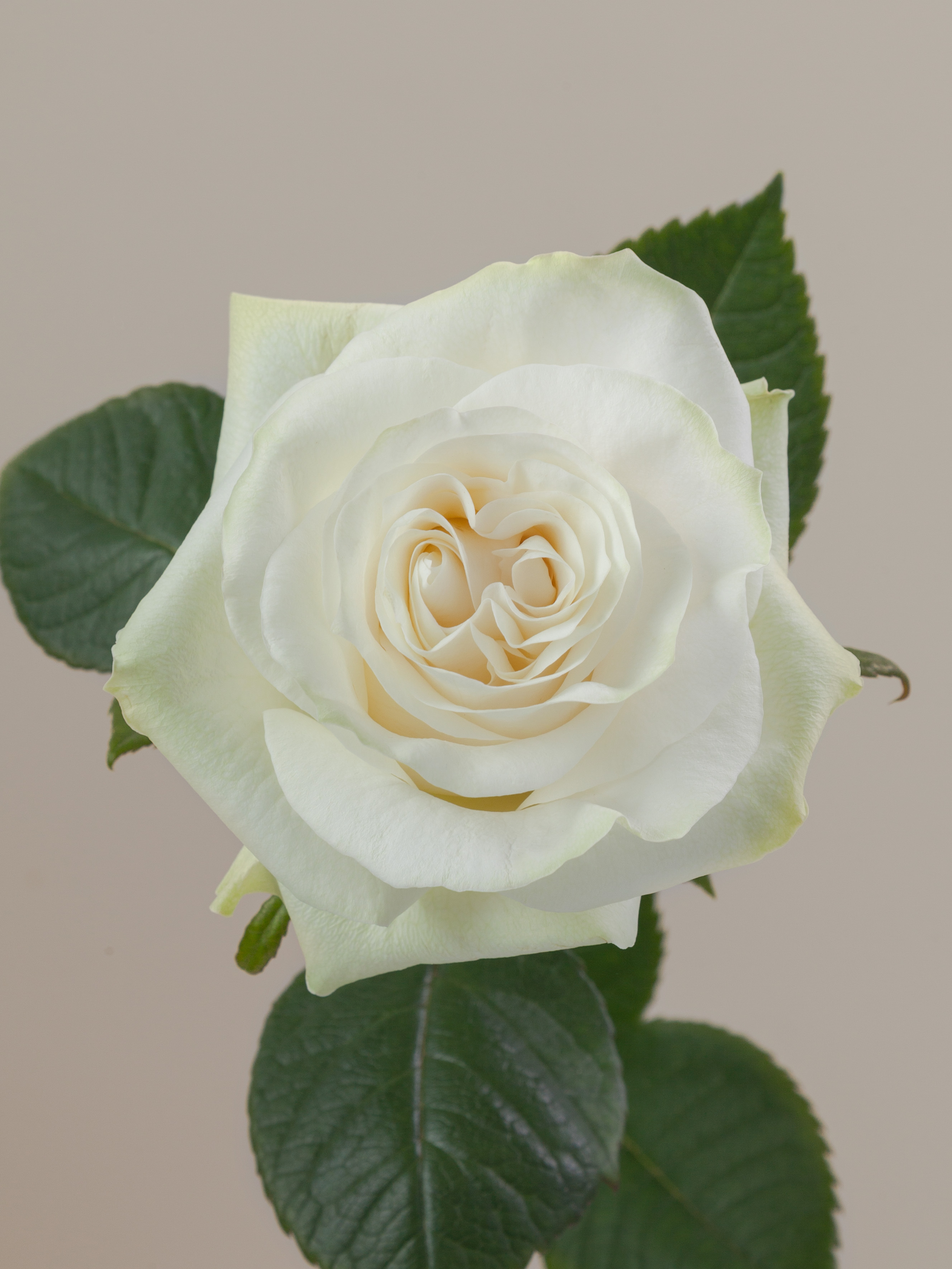 Rosaprima | Moonstone