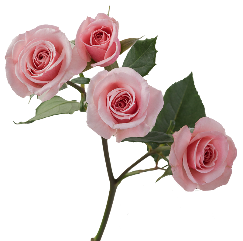 「Pink Rose」テンペラ画 Pink tender rose flower 24388182 Stock Photo at Vecteezy