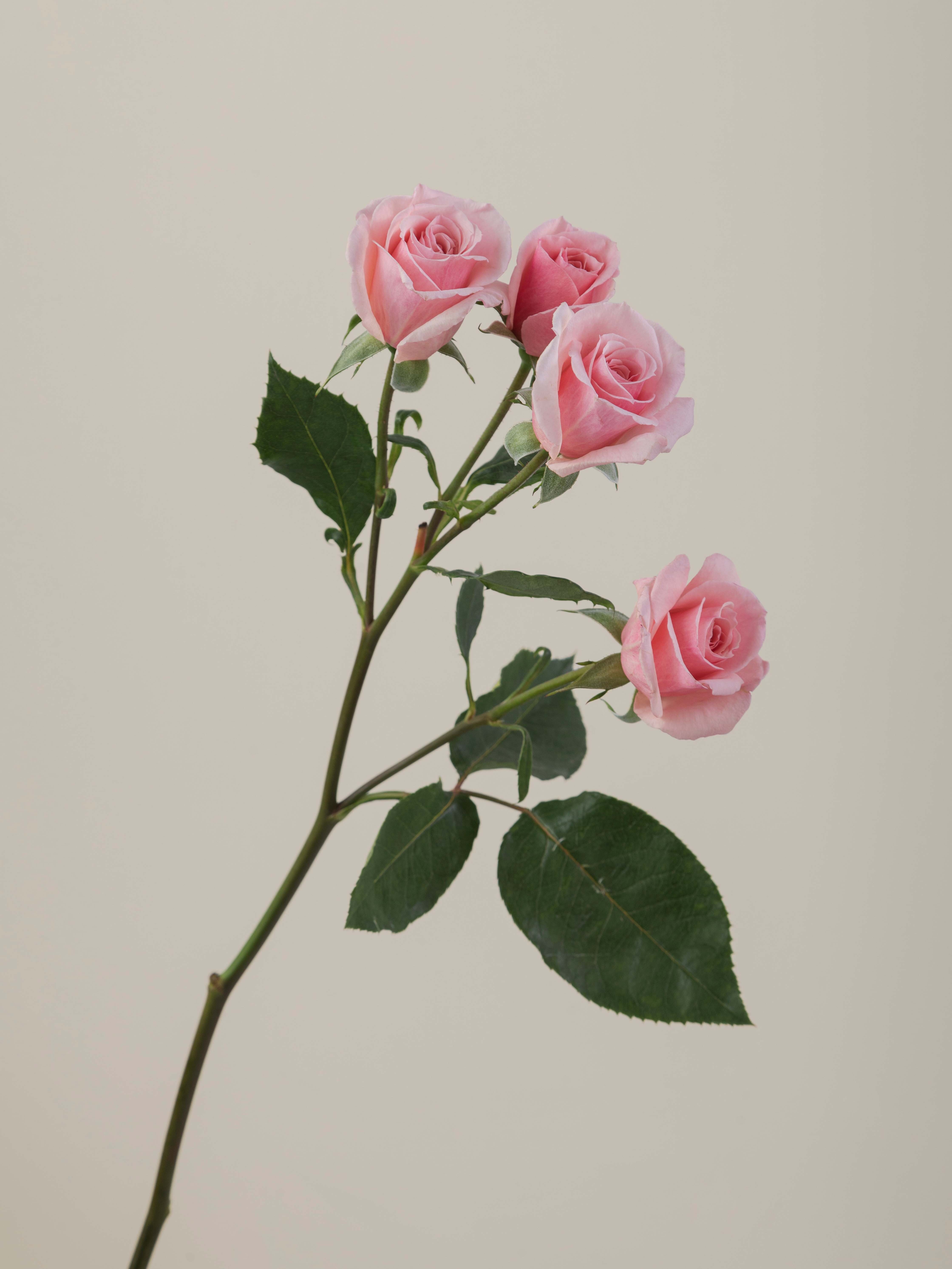Rosaprima | Pink Planet