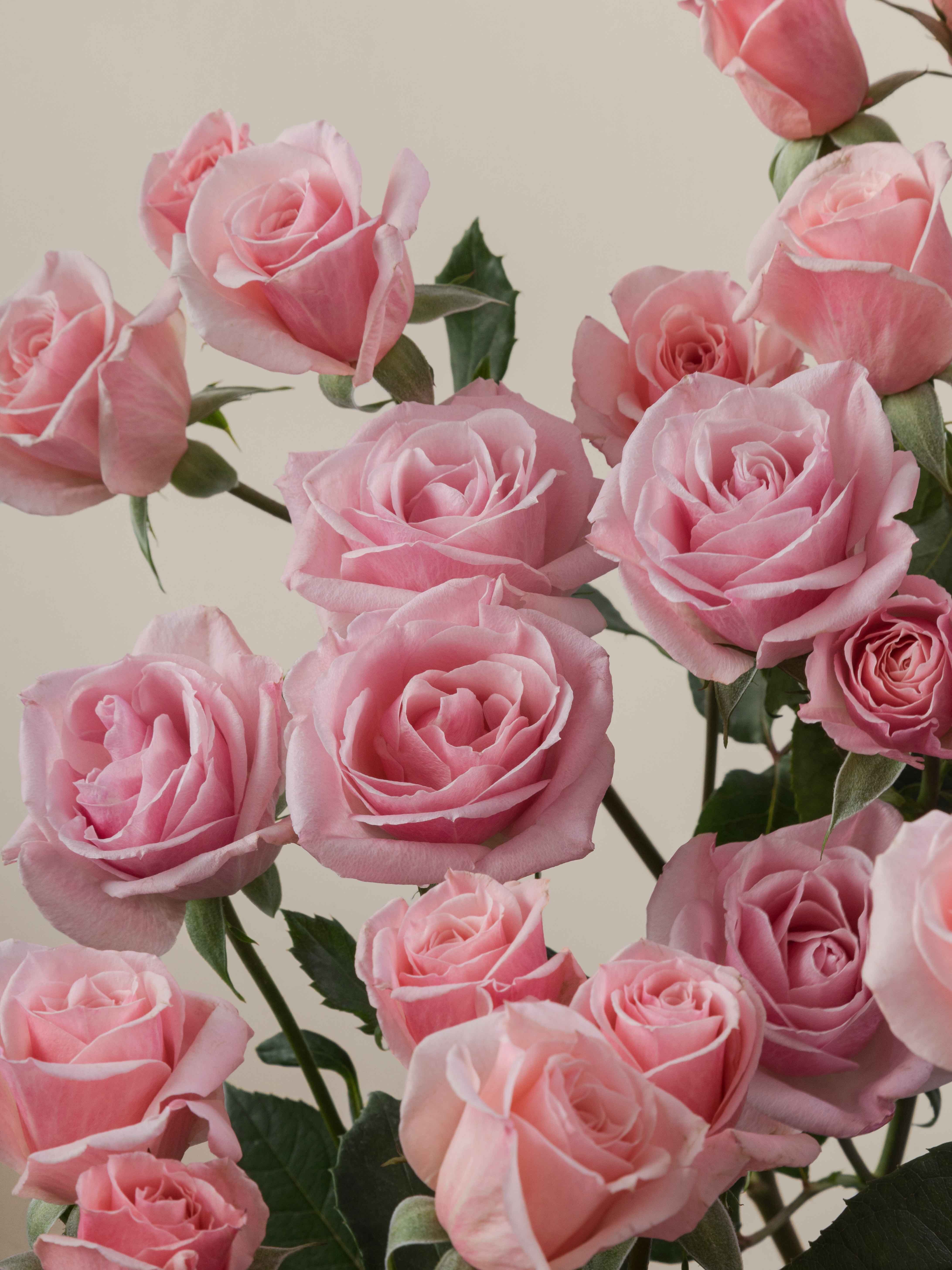 「Pink Rose」テンペラ画 Pink Rose」板絵テンペラ画 | ようこそ！ アトリエ