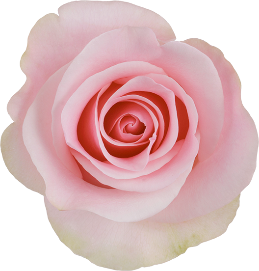 titanic light pink rose