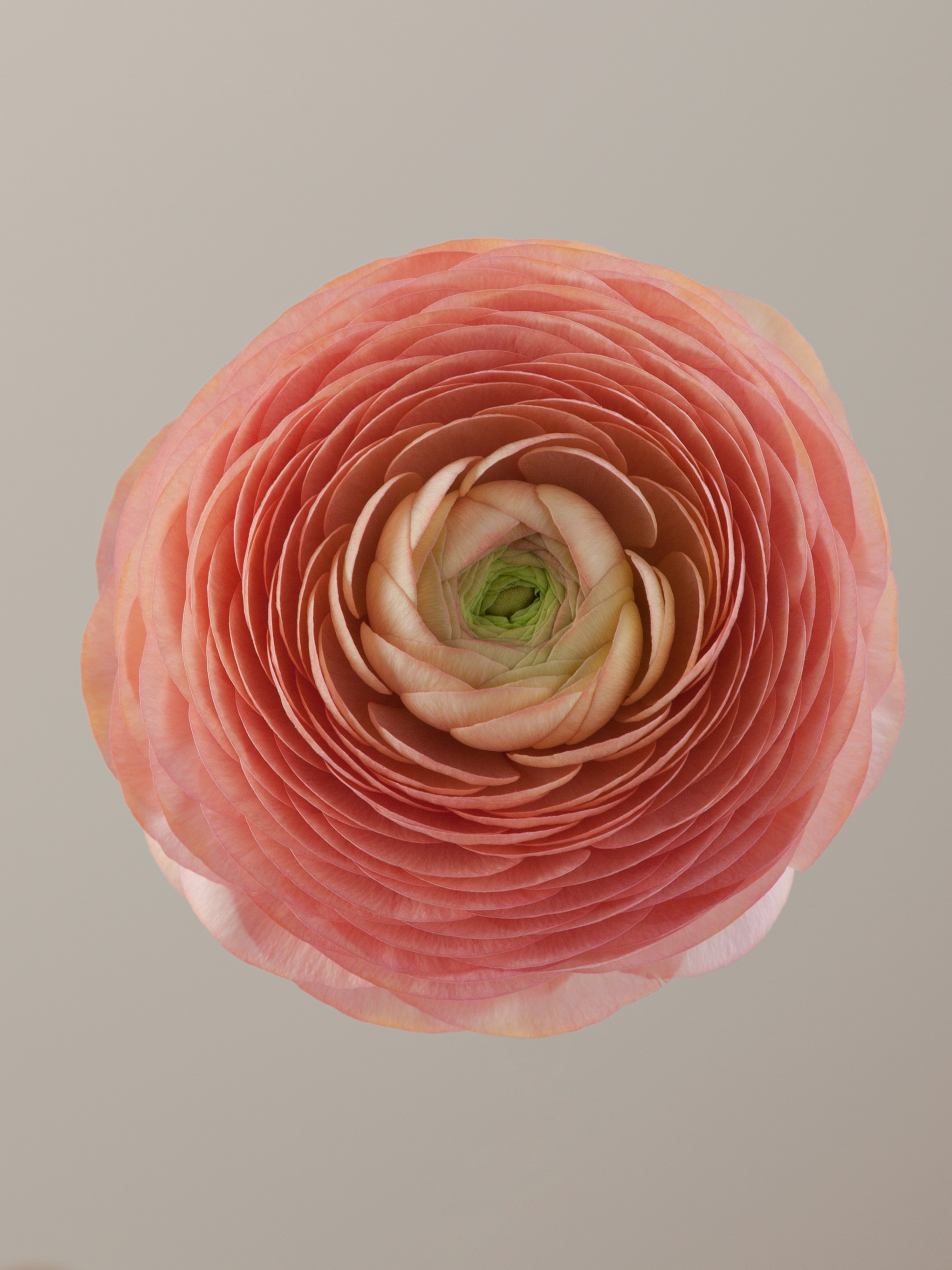 Elegance Salmon Ranunculus Plants