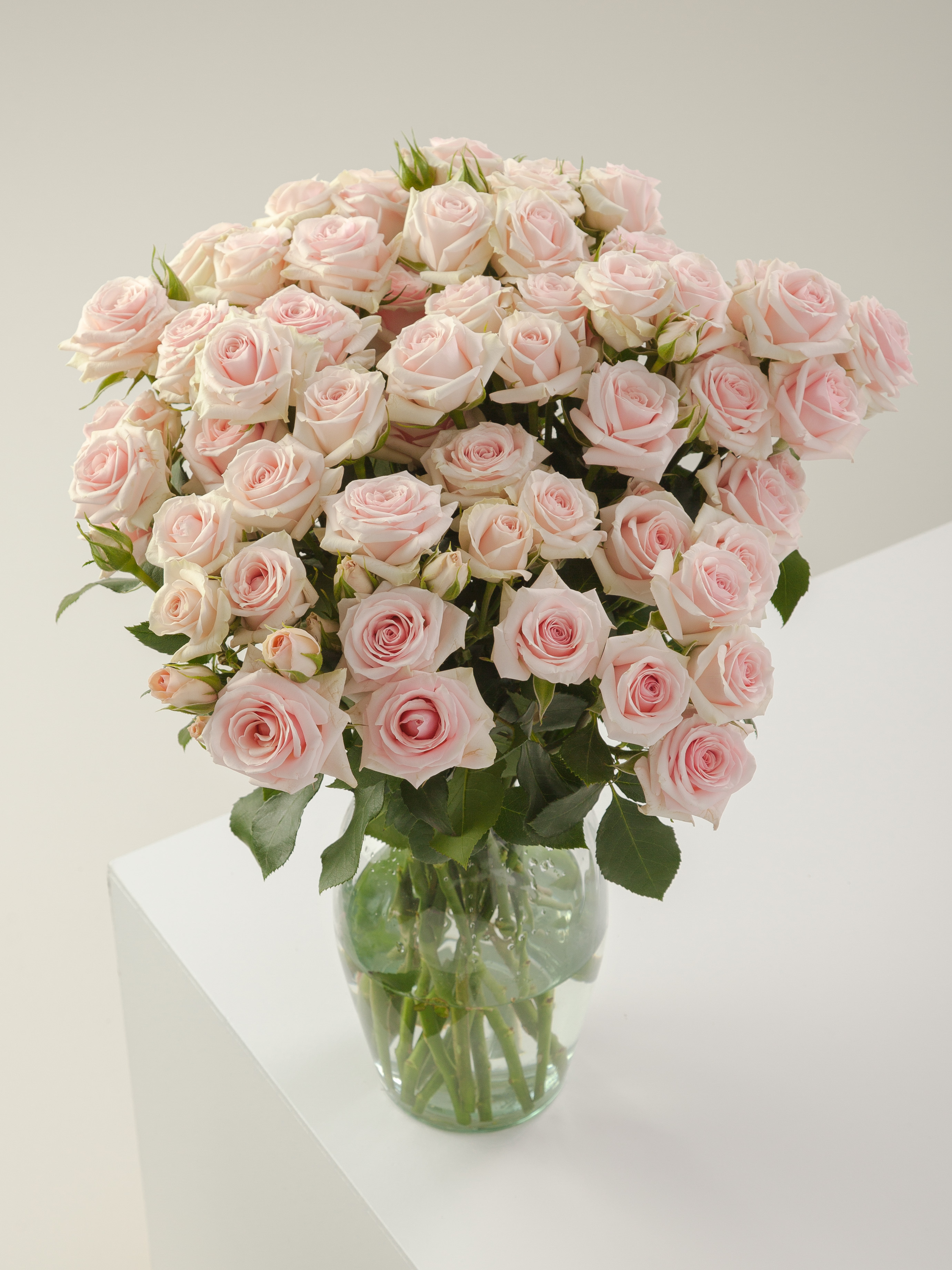 Light Pink Starblush Spray Rose