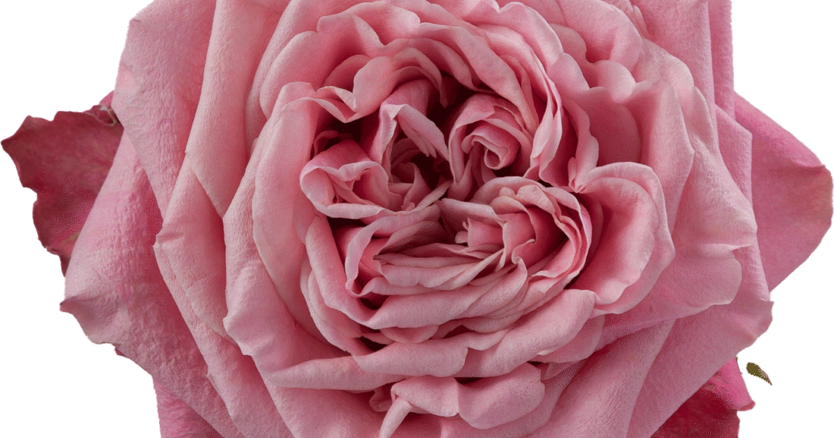 ♡Rose rose♡ Latest Roses – Tagged 