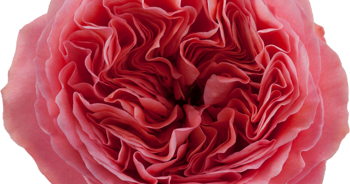 Pink Candy Xpression Garden Roses 40-60 cm | BellevueRoses.com