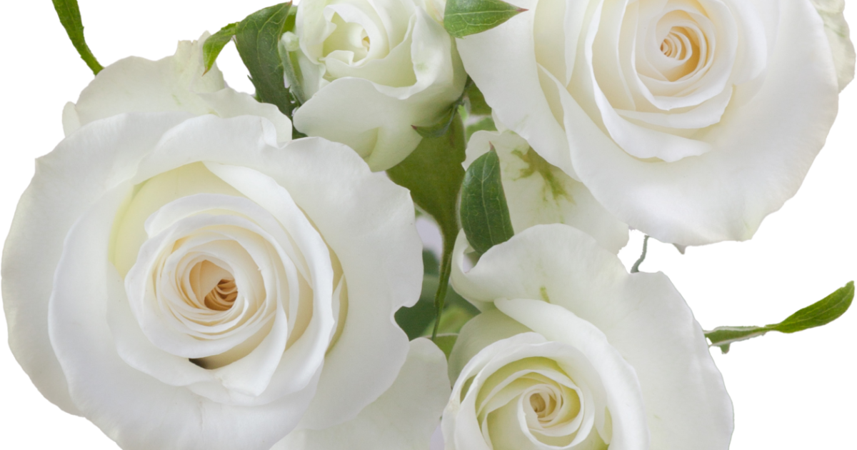 その他 Rose Princess Kishi rose-科斯公主｜Japanese Cut Rose – Ergongzy Roses