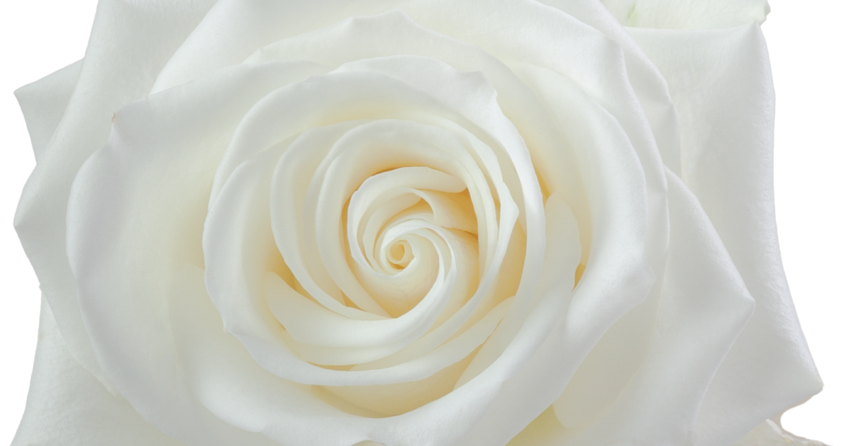 Rose H!Baby Shabetpoa Primae。 1