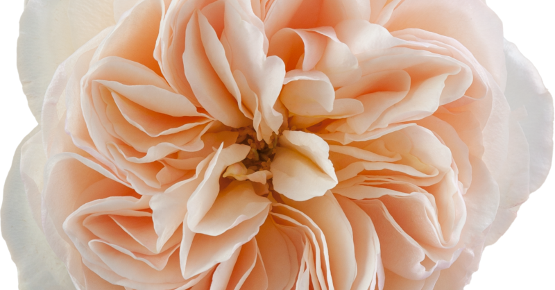 Juliette et Justine Petale de Roseローズピンク The National Gallery✕Juliette et Justine- -