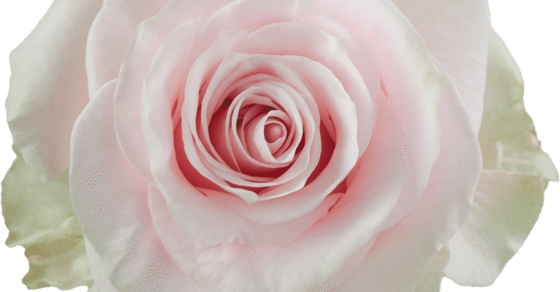Pink-Mondial.png?mtime=1728061296